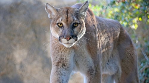 What To Do If You Encounter A Mountain Lion While Hiking Or Camping