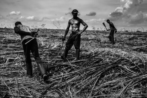 The cane cutters of Brazil
