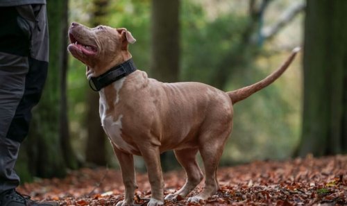 American bully XL ban could mean healthy dogs are put down - charity warning