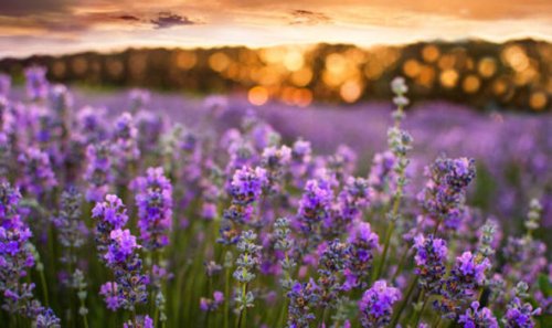 Eleven things you didn't know about lavender