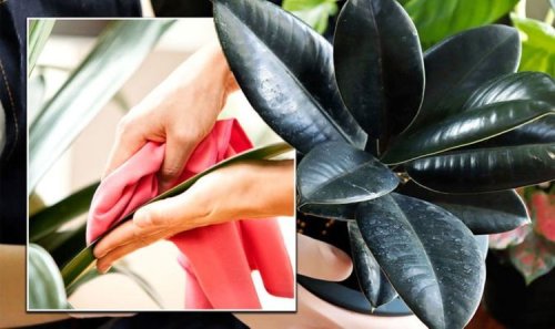 Houseplants that can help to reduce dust in your home