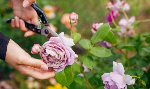Alan Titchmarsh shares cutting roses back hard will promote growth