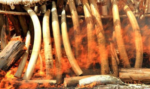 100 elephants killed EVERY DAY for illegal ivory trade