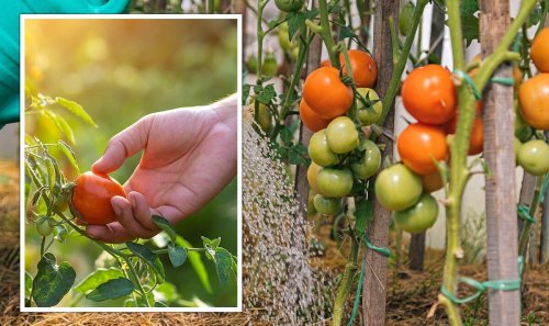 Aspirin can ‘supercharge’ your tomato plants into producing more fruit - how it works