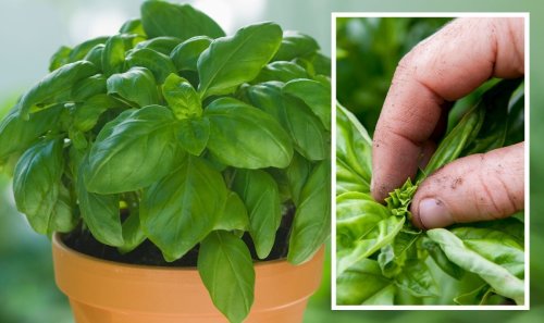 Gardening guru shares how to get an ‘unlimited’ supply of herbs with ‘super easy’ steps