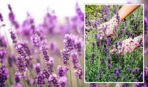 The ‘best way’ to prune lavender ‘effectively’ - avoids plant becoming ‘leggy and woody’
