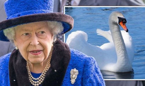 Queen horror as swan SERIAL KILLER on the loose - police in desperate manhunt for sadist