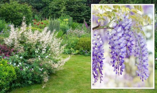 Gardening expert shares best plants for a low maintenance garden - and the ones to ‘avoid’