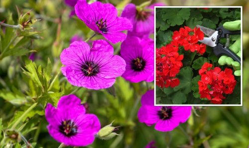 ‘Easy’ way to deadhead geraniums in one step - ‘puts energy into producing new blooms’