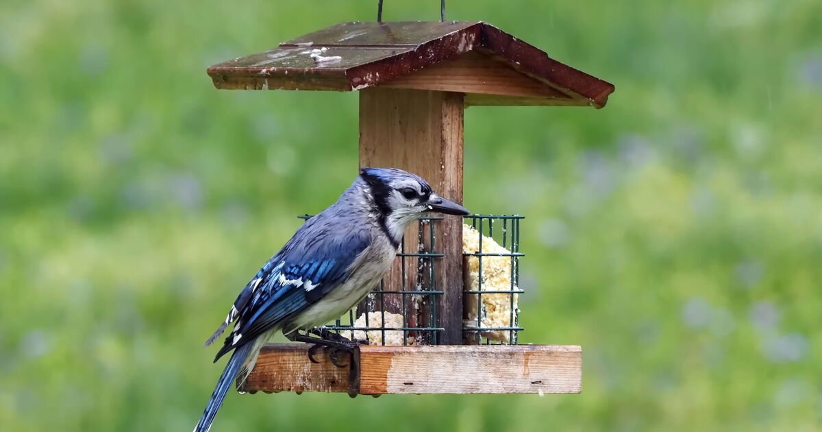 Gardeners urged not to feed birds 1 type of food in spring