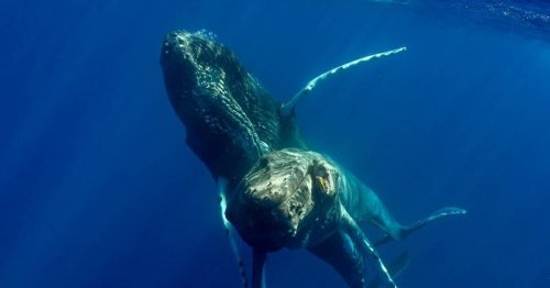 Whale experts make 'unprecedented' discovery after watching two males copulate