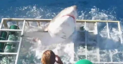 Moment 13-foot great white shark rips through underwater cage with diver inside