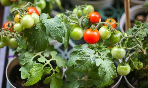 Three steps to ensure ‘bigger’ and ‘juicier’ tomatoes this year