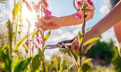 Gardening task to ‘cut down on’ during a heatwave that can cause plants to ‘die’