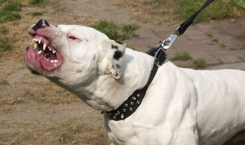 50kg American bulldog savages owner in playground with entire area evacuated