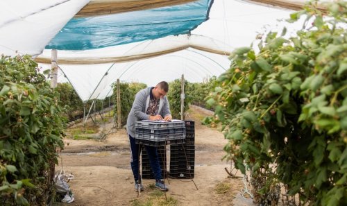Farmers suffer labour shortages and food waste as workers struggle with new Brexit visas