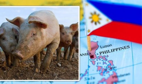 Bring home the bacon! Brexit Britain pig exports to Philippines surge by 6 times in 1 year