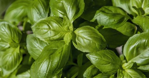 Basil will 'grow more than you know what to do with' with one little-known step