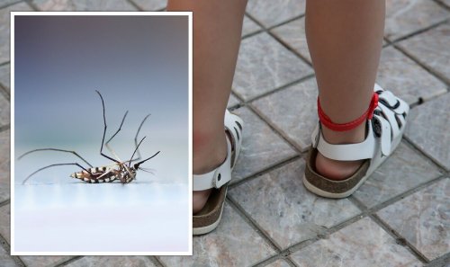 'It works so well!' Avoid mosquito bites during summer holidays with cheap accessory