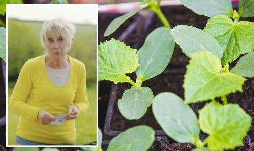 Carol Klein: ‘Important’ step when sowing cucumber seeds to ensure a ‘bumper harvest’