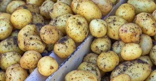 Potatoes stay fresh longer when stored alongside 1 item that 'slows sprouting'