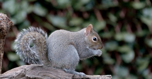 Warning issued to anyone with grey squirrels in garden this March