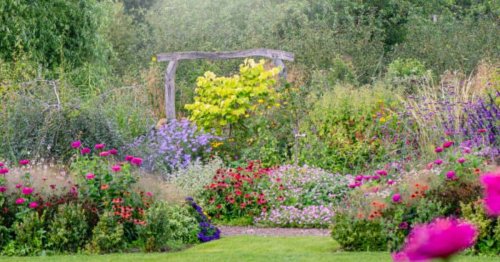 Gardeners urged to plant 5 flowers that rats find ‘repulsive’