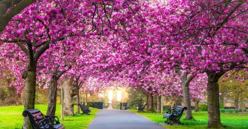 UK gardens to be 'laden' with blossom this spring, says RHS