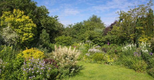 Gardeners urged to plant one shrub to transform garden instantly