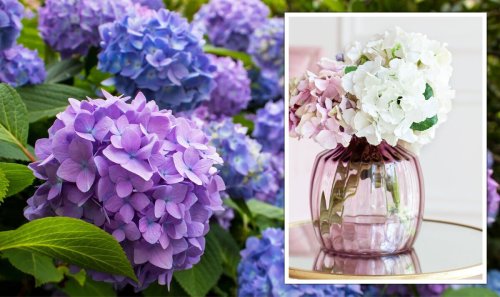 How to keep hydrangeas alive in the heat - 'ultimate hack' brings them back from the dead