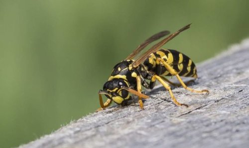 How to get rid of wasps in the garden - 5 simple and effective
