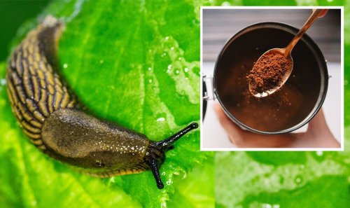 ‘They hate it!’ Get rid of slugs and snails from your garden with easy coffee hack