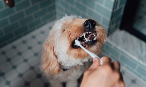 Dog owners warned as vet releases horror images of 11-year-old pet's teeth