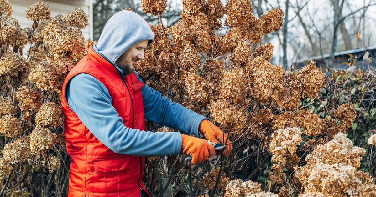 Gardening expert's verdict on if you should prune hydrangeas during winter