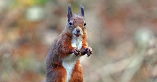 Threatened red squirrels at risk by proposed wind farm, campaigner warns