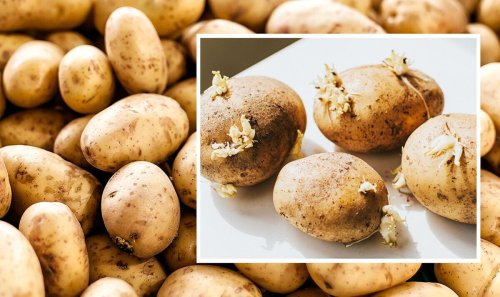 ‘Won’t sprout or go green!’ Keep potatoes edible for six months with new storage hack