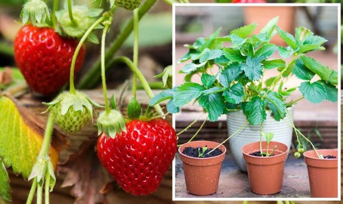 when-to-plant-strawberries-quick-tip-to-grow-new-plants-for-free