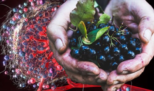 Cancer: The purple berry shown to slash cancer cell growth by 60 percent within 24 hours