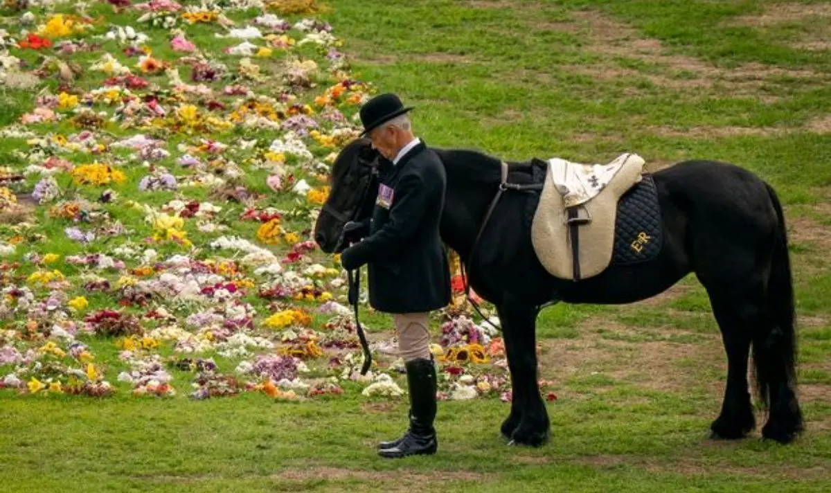Queen's beloved pony Emma to go to new home | Flipboard