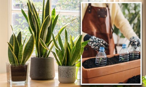 Gardening hacks fact -checked: The 'magic' water bottle hacks to help plants ‘flourish'