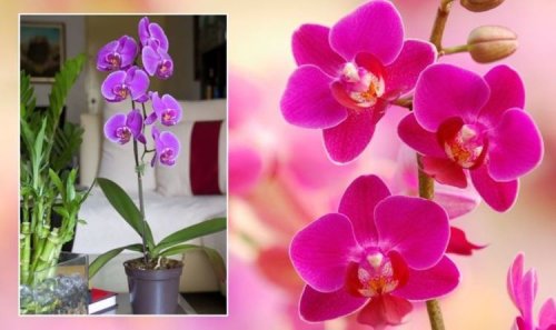 Orchid care: How to make houseplant bloom - 'it's important'