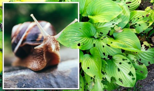 What do snails eat - 21 plants at risk and how to get rid of them