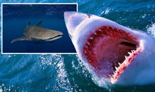 Shark breakthrough: Scientists name 'absolutely huge' beast bigger than great white shark