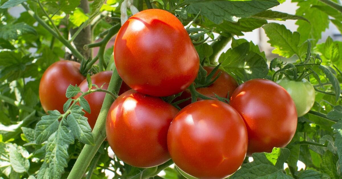 Tomatoes must be kept far away from 3 common plants to avoid irreparable damage