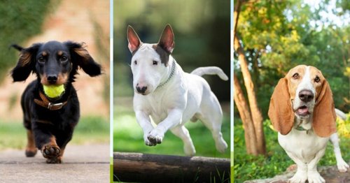 Vets share the seven dog breeds you should never buy - full list