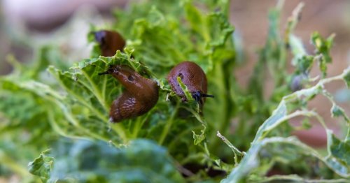 Slugs and snails will vanish like magic when they smell 1 simple ingredient