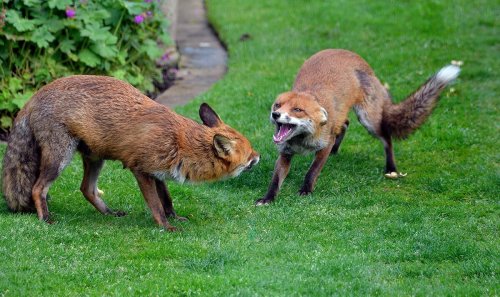 ‘It 100% works’ Five ‘safe’ and ‘non-toxic’ methods to ‘deter’ foxes