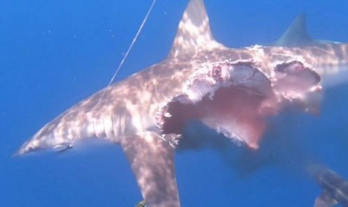 Half-eaten 'Zombie shark' seen hunting for food despite huge hole in its side