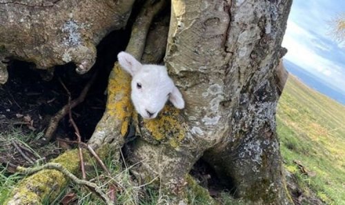 Terrified lamb trapped in a tree rescued by hero tattooists and reunited with mum- Video