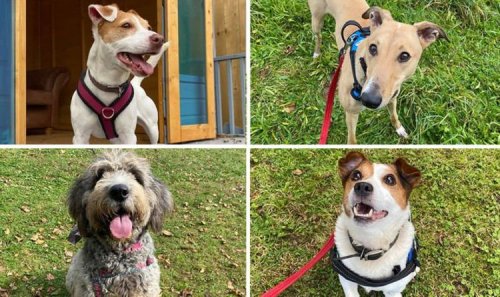 Rescue centre at 'crisis point' after influx of dogs following pandemic puppy boom